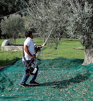 עבודה עם מנערת ענפים סיפרלי איטליה